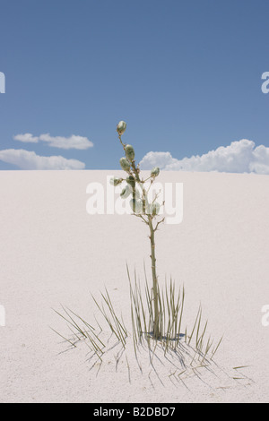 Un piccolo soaptree yucca (Yucca elata) impianto sepolto in una duna di sabbia a White Sands National Monument. Foto Stock