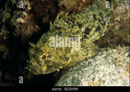 Pesce, Mediterraneo, Grecia Foto Stock