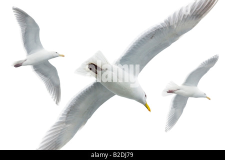 Seagull a volare su un cielo bianco sullo sfondo Foto Stock