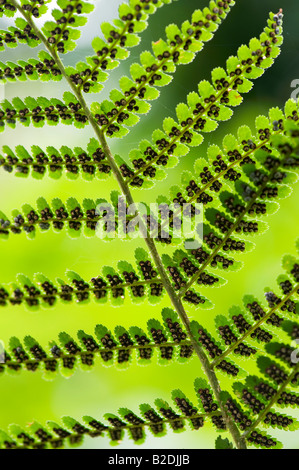 Dryopteris affinis. Scudo dorato fern / squamosa felce maschio pattern Foto Stock