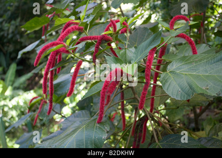 Impianto di ciniglia aka Red Hot tifa Acalypha hispida Foto Stock