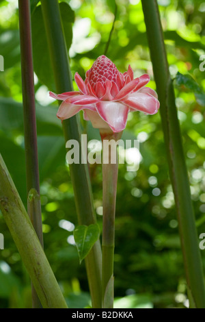 Lo zenzero torcia Etlingera elatior Diamond Botanical Gardens e cascata Soufriere Station Wagon St Lucia West Indies Foto Stock