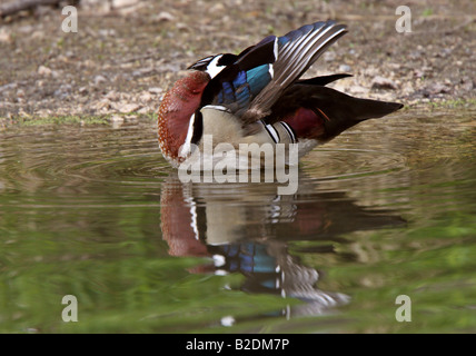 Anatra di legno drake in piedi in stagno vicino a riva preening stesso Foto Stock