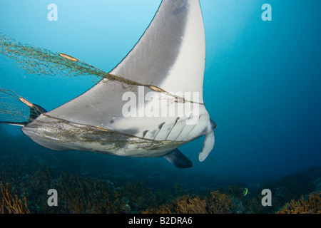 Questo manta ray, Manta birostris, è invischiato nella, e traino, fishermans net. Yap, Micronesia. Foto Stock