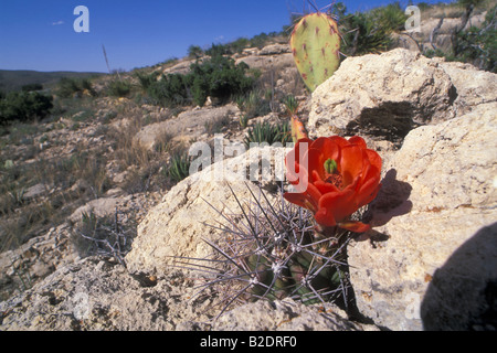 Flower pickly pear cactus Echinocereus triglochidiatus cactus claret cup cactus piante Nuovo Messico USA America Americhe deserto d Foto Stock