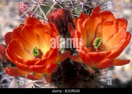 Flower pickly pear cactus Echinocereus triglochidiatus cactus claret cup cactus piante Nuovo Messico USA America Americhe deserto d Foto Stock