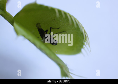 Venus Fly Trap con mosca morta Foto Stock