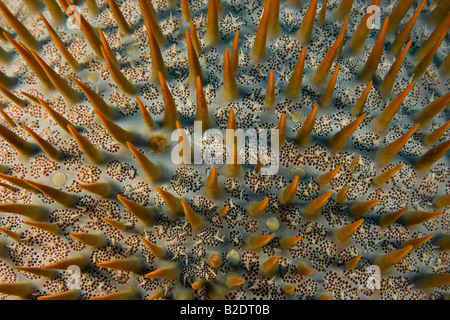 La corona di spine di stelle marine Acanthaster planci, feed sul live coral, Yap, Micronesia. Foto Stock