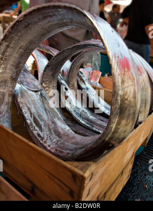 Sciabole arricciata: Tre pesci sciabola o Pesci sciabola Lepidopus caudatus avvolto in circoli e collocato in un fornitore della scatola Foto Stock