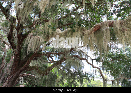 LIVE OAKS QUERCUS VIRGINIANA e muschio Spagnolo TILLANDSIA USNEOIDES dalla strada principale a Cumberland Island GEORGIA USA Foto Stock