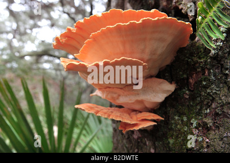 Staffa di colore arancione a forma di fungo presente sul tronco di un albero in Cumberland Island National Seashore GEORGIA USA Foto Stock