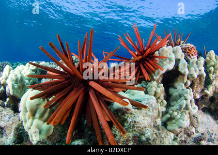 Matite di ardesia ricci di mare, Heterocentrotus mammillatus, colore di primo piano di questo Hawaiian scena sulla barriera corallina. Hawaii. Foto Stock