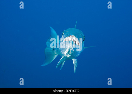 Grande barracuda, Sphyraena barracuda, può arrivare fino a sei metri di lunghezza, Bonaire, dei Caraibi. Foto Stock