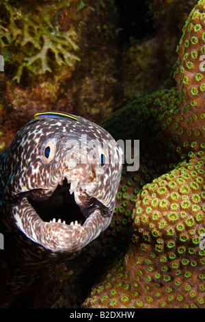 Un pulitore sharknose ghiozzo, Gobiosoma evelynae, siede sulla testa di un spotted moray eel, Gymnothorax moringa, Bonaire, dei Caraibi. Foto Stock