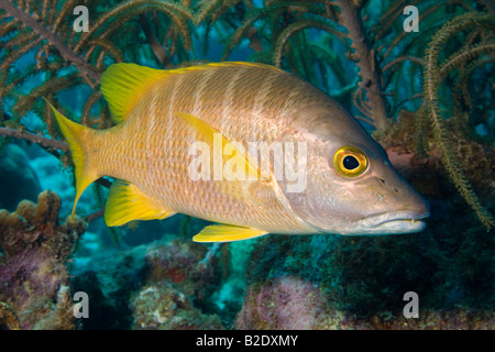 Il precettore snapper, Lutjanus apodus, può raggiungere fino a 24 pollici in lunghezza, Bonaire, Antille olandesi, dei Caraibi. Foto Stock