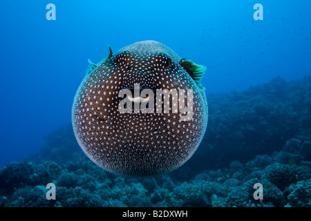 Un Faraone pufferfish, Arothron meleagris, Hawaii. Foto Stock