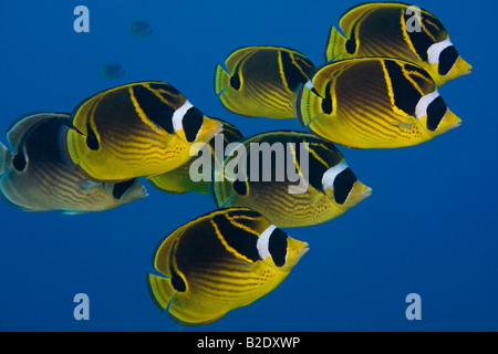 La scolarizzazione raccoon butterflyfish, Chaetodon lunula, Hawaii. Foto Stock