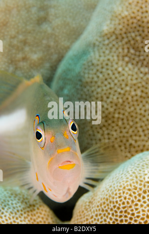 L'arco-eye hawkfish, Paracirrhites arcatus, sono mangiatori vorace e cenare sulla preda più grande quando ottenibile. Hawaii. Foto Stock