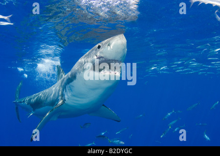 Questo grande squalo bianco, Carcharodon carcharias, è stato fotografato appena al di sotto della superficie off Isola di Guadalupe, in Messico. Foto Stock