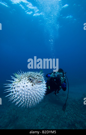 Sommozzatore fotografando un macchiato porcupinefish, Diodon hystrix, Hawaii. Foto Stock