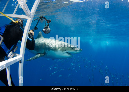 Un fotografo e un grande squalo bianco, Carcharodon carcharias, appena al di sotto della superficie off Isola di Guadalupe, in Messico. Foto Stock