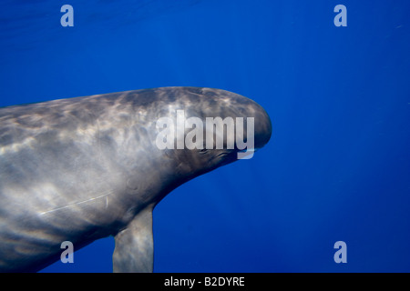 Pigmeo di balena killer, Feresa attenuata, noto anche come la slanciata blackfish o la scarsità di Balene Pilota, Hawaii. Foto Stock