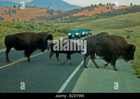 Stati Uniti d'America Wyoming Yellowstone National Park 3 Bison bufali attraversamento strada come fila di automobili di attendere presso sunrise Foto Stock