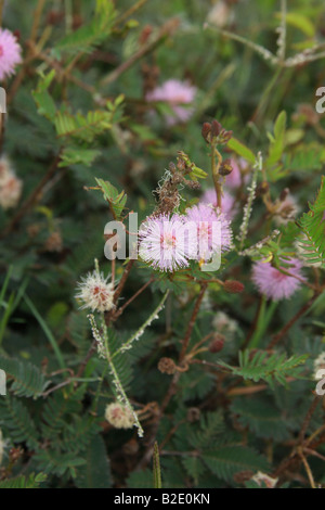 La mimosa pudica o impianto sensibili Foto Stock