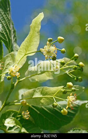Tiglio comune o tiglio Tilia platiphyllos o cordata Foto Stock