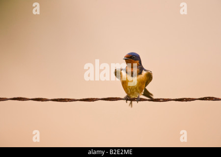 Barn Swallow (Hirundo rustica) appollaiato su un filo di recinzione Foto Stock