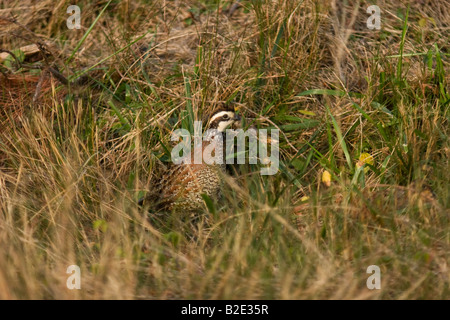 Northern Bobwhite (Colinus virginianus) Foto Stock