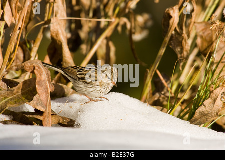 Chipping Sparrow capretti (Spizella passerina) Foto Stock