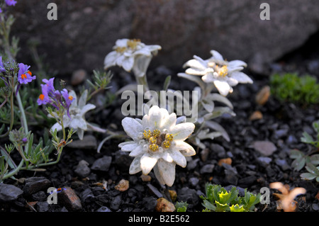 Appennino (Leontopodium nivale subsp. alpinum) Foto Stock