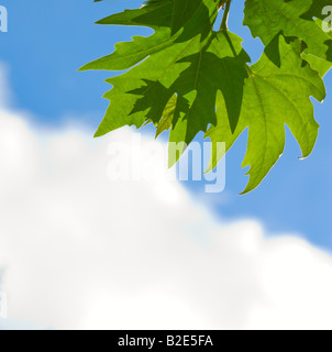 Foglie verdi oltre il cielo blu sullo sfondo Foto Stock