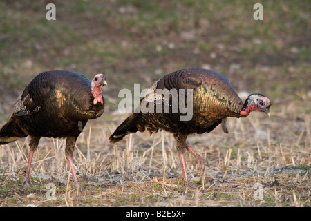 Jake eastern wild turchia in primavera Foto Stock