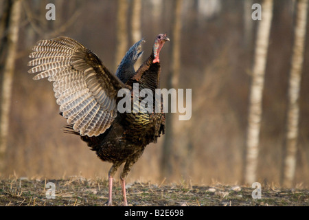 Jake eastern wild turchia in primavera Foto Stock