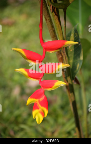 Heliconia rostrata aka Lobster Claw, Wild piantaggine e falso uccello del paradiso, Palenque, Chiapas, Messico Foto Stock