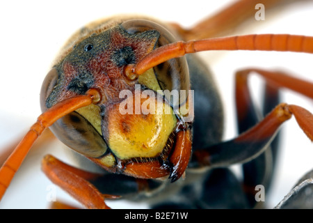 Carta comune wasp (Polistes humilis) mostra due grandi occhi composti e tre ocelli (occhi semplici) sulla parte superiore della sua testa. Australia. Foto Stock