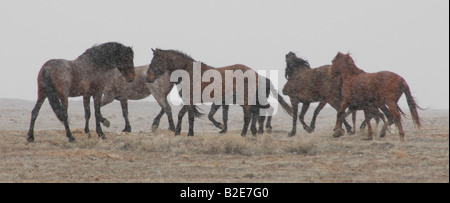 West Desert wid cavalli pronti per la battaglia equine in snow blizzard Foto Stock