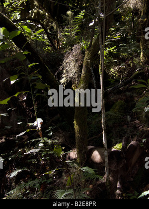 Alberi in una fitta foresta, Parco Nazionale di Garajonay, La Gomera, isole Canarie, Spagna Foto Stock