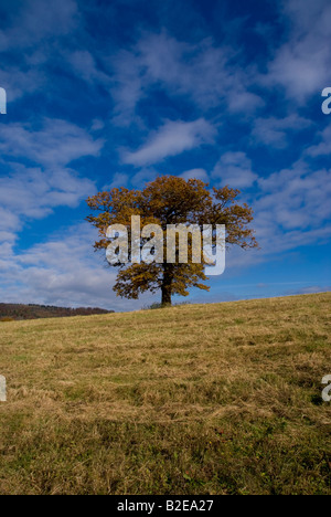 Albero in campo, Surrey, Inghilterra Foto Stock