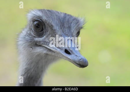 Close-up di maggiore Rhea (Rhea americana) bird's face Foto Stock