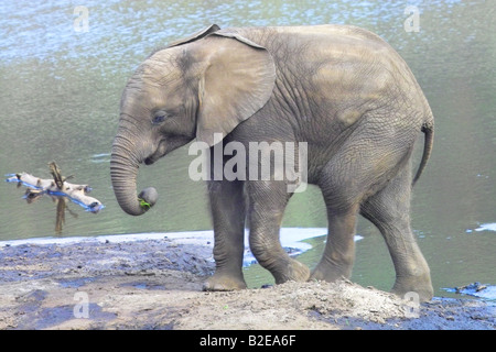 Elefante africano (Loxodonta africana) a piedi a riverbank Foto Stock