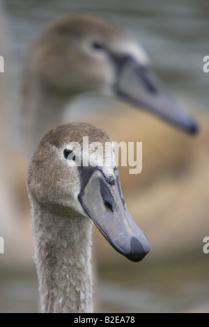 Close-up di cigni (Cygnus olor) Foto Stock