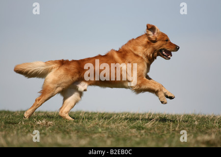 Il Golden Retriever in esecuzione nel campo Foto Stock