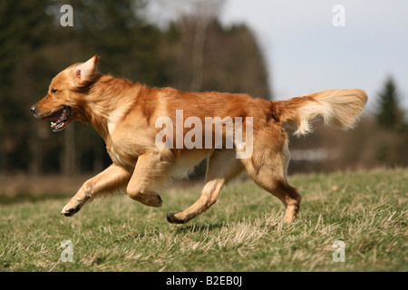 Il Golden Retriever in esecuzione nel campo Foto Stock