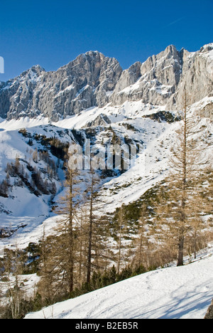 Alberi sulla montagna, monti Dachstein, Ramsau am Dachstein, Liezen, Stiria, Austria Foto Stock