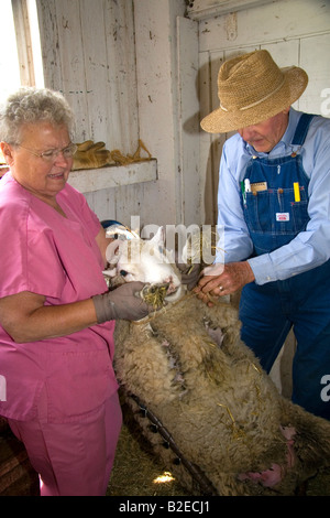 Il contadino e sua moglie la legatura fino a pecore gambe per tagliare le unghie in una fattoria Lenawee County Michigan Foto Stock