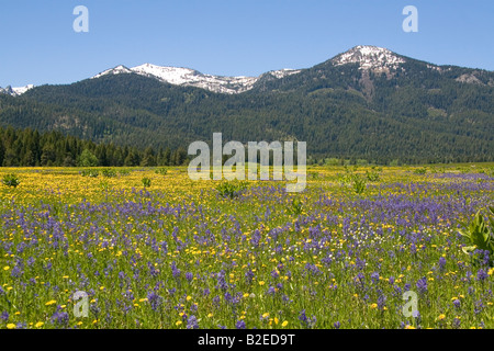 Prato di Camas Lily fiori selvatici al di sotto di cumulo di neve montagna nella valle rotonda Idaho Foto Stock