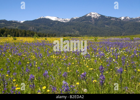 Prato di Camas Lily fiori selvatici al di sotto di cumulo di neve montagna nella valle rotonda Idaho Foto Stock